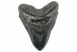 Huge, Fossil Megalodon Tooth - South Carolina #289372-1